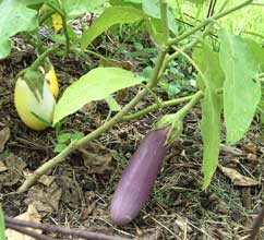 20080221105437-solanum-melongena-berenjena.jpg