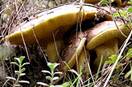 20081104120133-setas.jpg