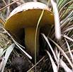 20081104120218-setita2.jpg