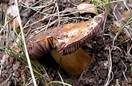20081104120244-setita3.jpg