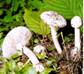 20081104120336-seta2.jpg