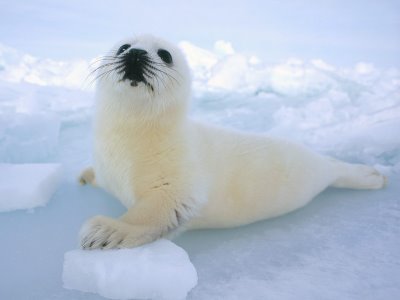 20081209162518-babyharpseal2.jpg