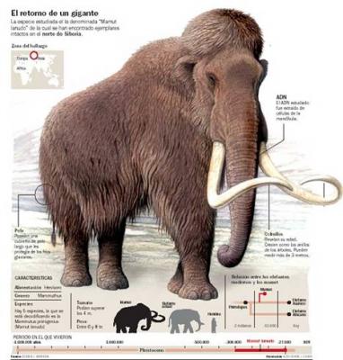 20081212094633-mamut.jpg