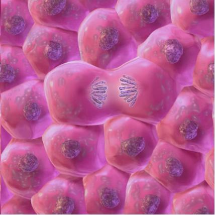 20091008194638-mitosis.jpg