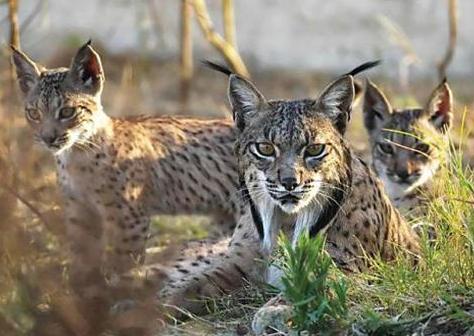 20091016010033-linces.jpg