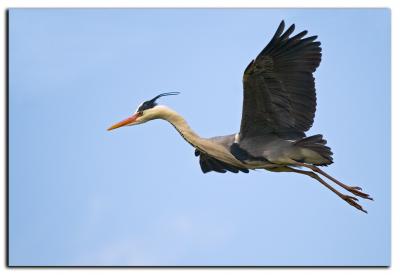 20100514171603-garza-real.jpg