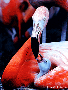 20100526125759-flamingo.gif