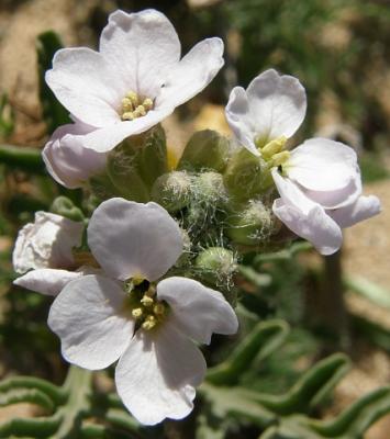 20100531160249-cakile-maritima3.jpg