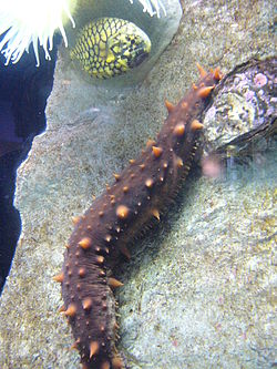 20111109105025-250px-holoturia.001-aquarium-finisterrae.jpg