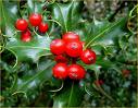 20071218180514-acebo.jpg