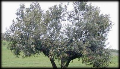 20080221105426-elolivo.jpg