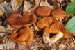 20081104120352-seta3.jpg