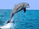 20081125162055-delfin.jpg