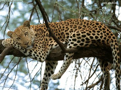 20081204123625-leopardo-kenya-africa-1-.jpg