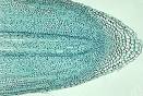 20081211170525-meristemo-apical.jpg