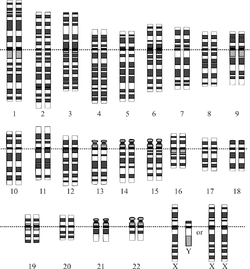 20090116100057-250px-karyotype-1-.png