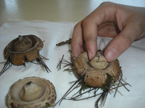 20091021170423-geastrum.jpg
