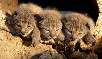 20091027204937-lince-iberico.jpg