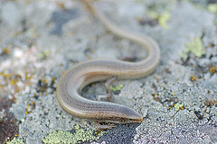 20100515150629-eslizon-iberico.jpg