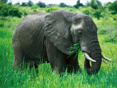20101201213158-elefante-500x375.jpg