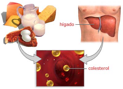 20101215182546-colesterol-info.jpg