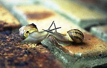 20110206224302-220px-kissingsnails-1-.jpg