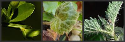 20110312115206-collage-de-picnik-hoja.jpg
