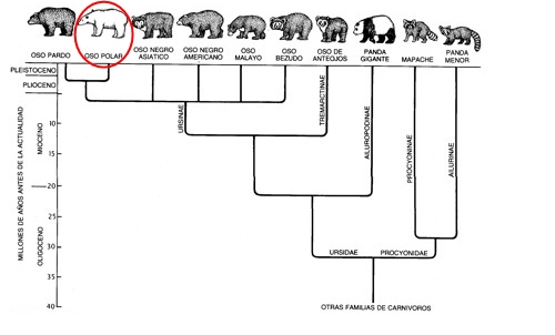 20120122200754-osos-genealogia.jpg