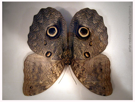20120217163548-mariposa-buho-arte-redes.jpg