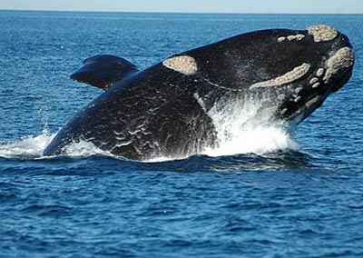 20120227191003-ballena-franca-en-extincion.jpg