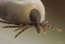20120328174552-220px-ixodus-ricinus-5x.jpg