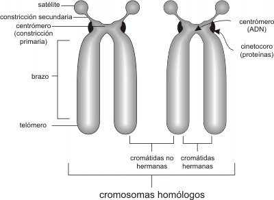 20130113012418-cromosomas-homologos.gif